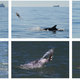 (A) La táctica de lanzar. (B) La táctica de agitar. Imagen: Complex prey handling of octopus by bottlenose dolphins